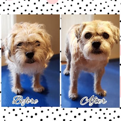 Photo of Tails of Hythe Dog Grooming, dog groomer in Folkestone