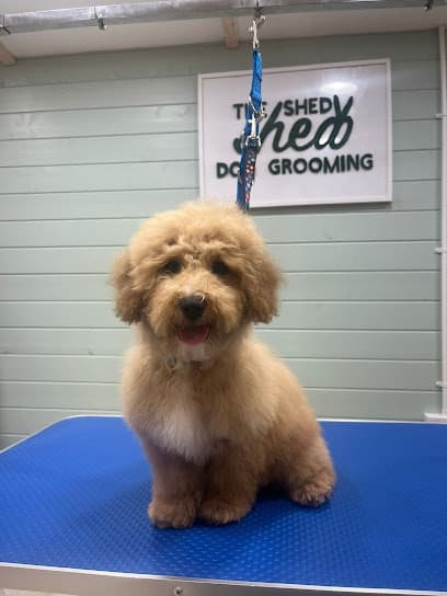 Photo of THE SHED SHED, dog groomer in Folkestone