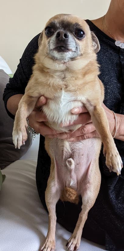 Photo of 4 Paws Manicures & More, dog groomer in Folkestone
