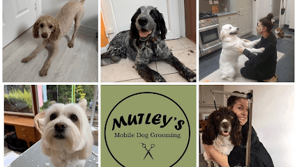 Photo of Mutleys mobile dog grooming, mobile groomer in Folkestone