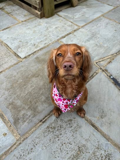 Photo of Scruffy 2 Fluffy Dog Grooming, dog groomer in Folkestone