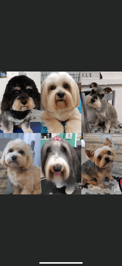 Photo of Top Dogs and Tails Dog Grooming Services, dog groomer in Folkestone