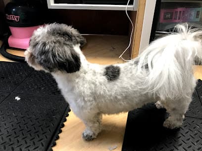 Photo of The Dog Groomer, dog groomer in Folkestone