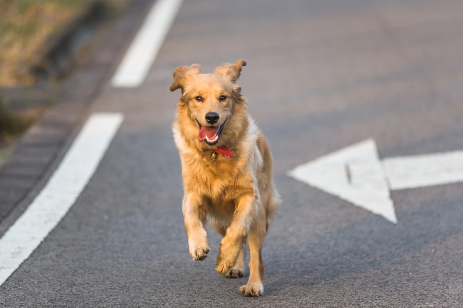 How to report a lost dog in Kent — step-by-step guide 2026