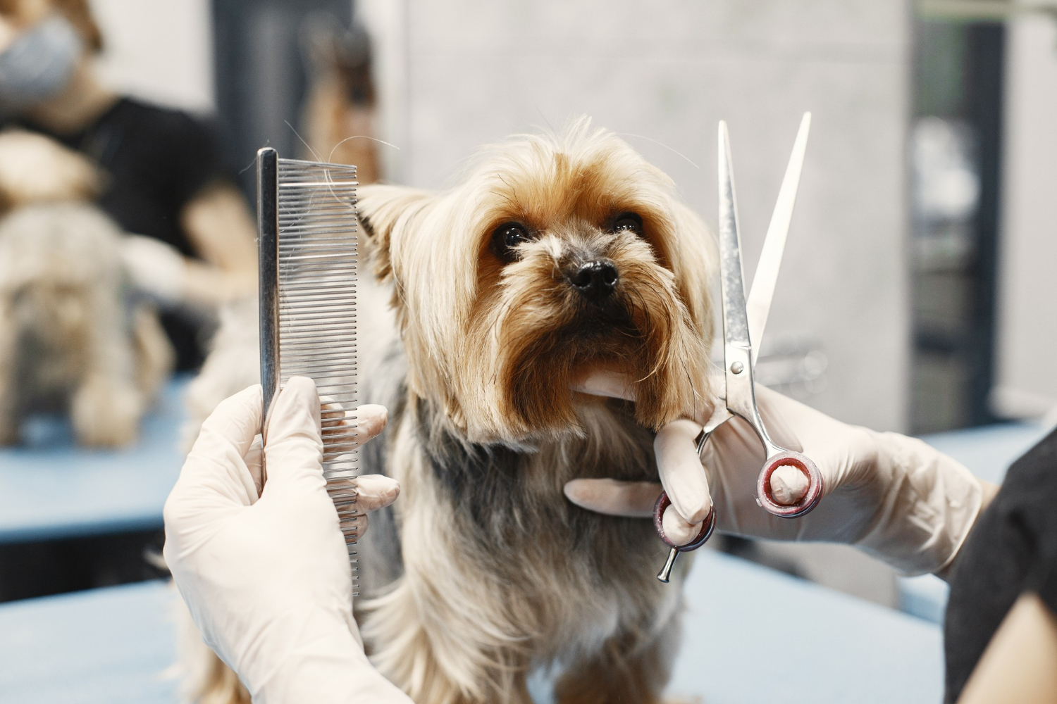 Spring shedding survival guide for double-coated dogs